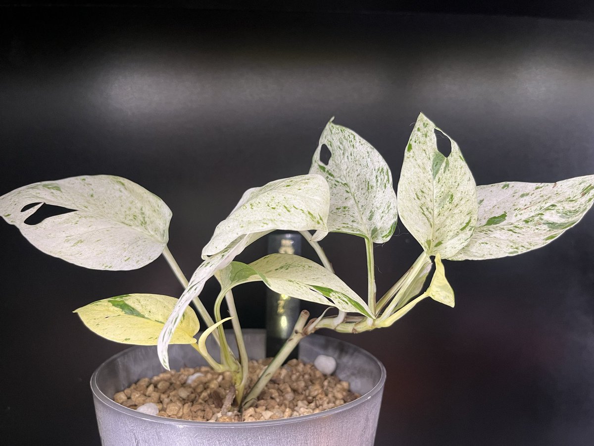 九州の植物ショップを巡るひなぎく tweet media