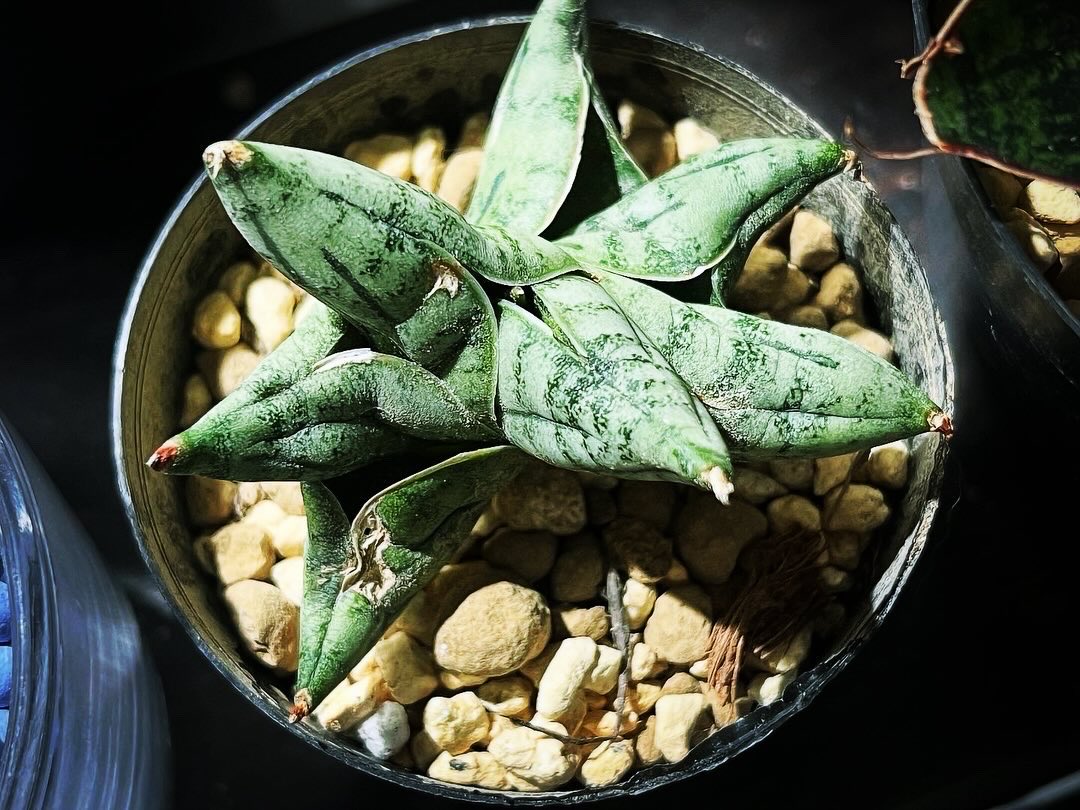 九州の植物ショップを巡るひなぎく tweet media