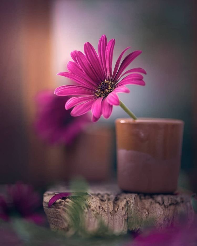 بسمة أمل tweet media