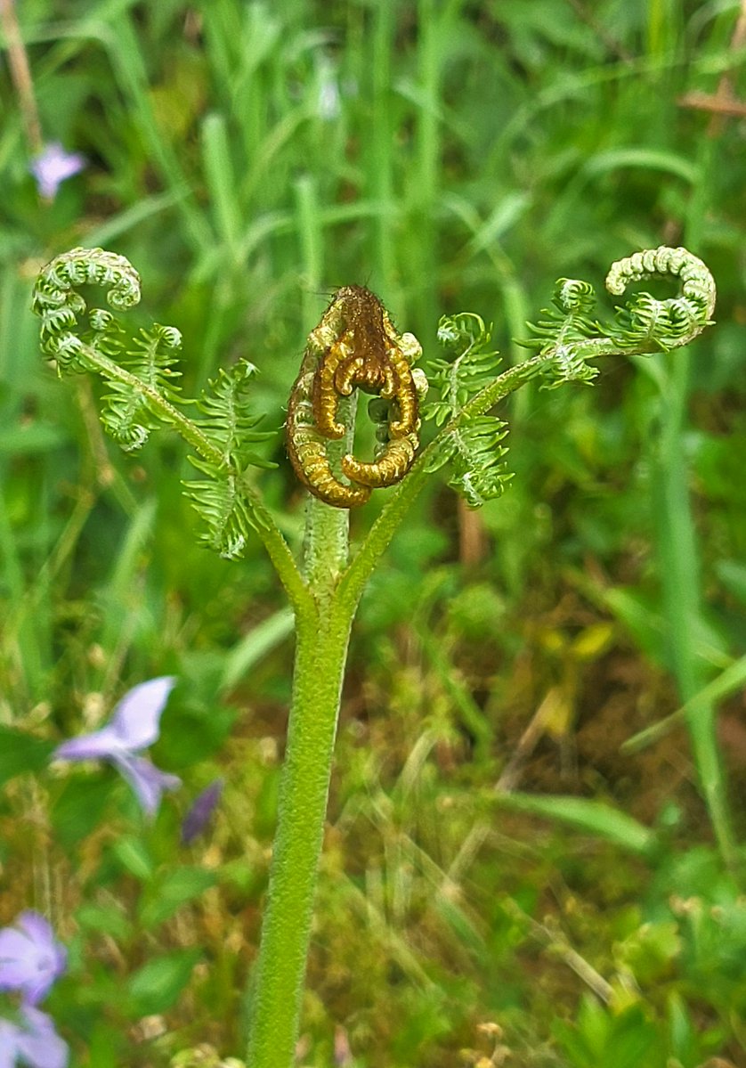 Chousa da Alcandra🌿 tweet media
