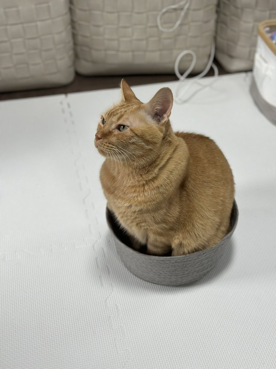 hogoneko_ni's tweet photo. 狭いところが��きすぎる😽 https://t.co/RoiZBYbGHy
