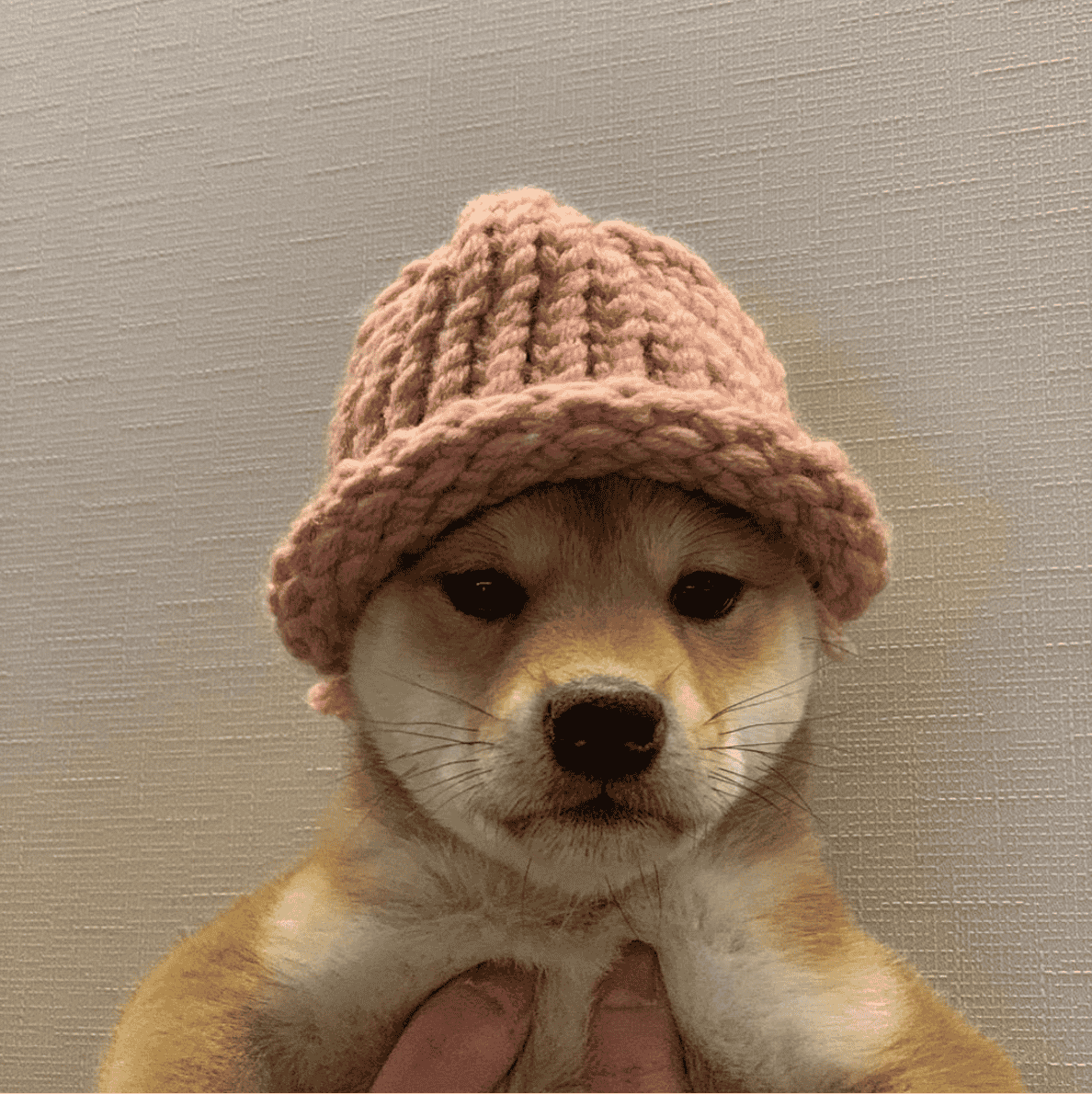 CodeDodona tweet media