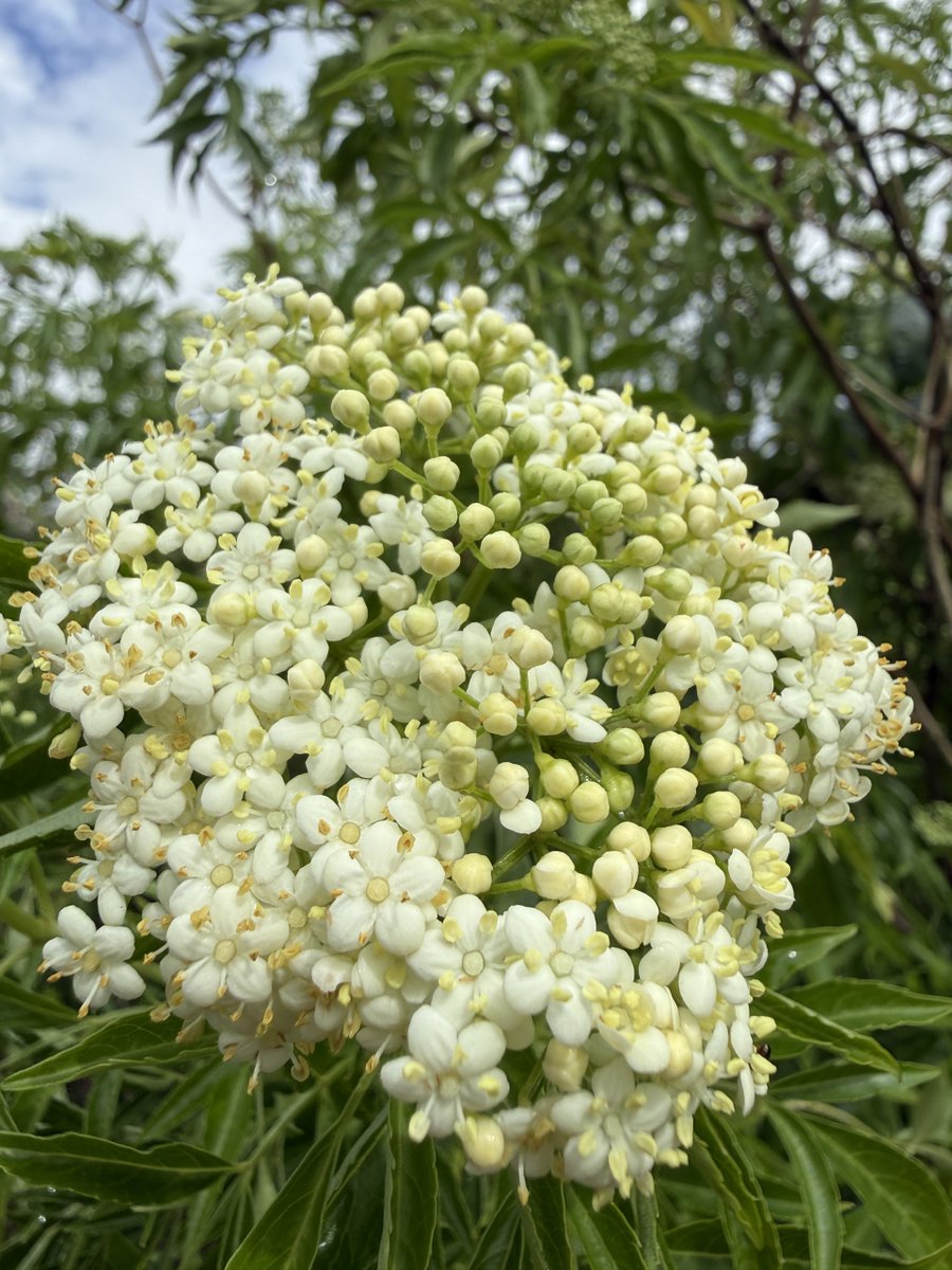fruitnspice's tweet image. 🌿 Curious about elderberries?
These deep purple berries are packed with antioxidants and have been used in wellness traditions for generations 🍇
Discover their story and see them in person at Fruit and Spice Park!
#Elderberry #NaturalWellness #FruitAndSpicePark
Come explore 🌳