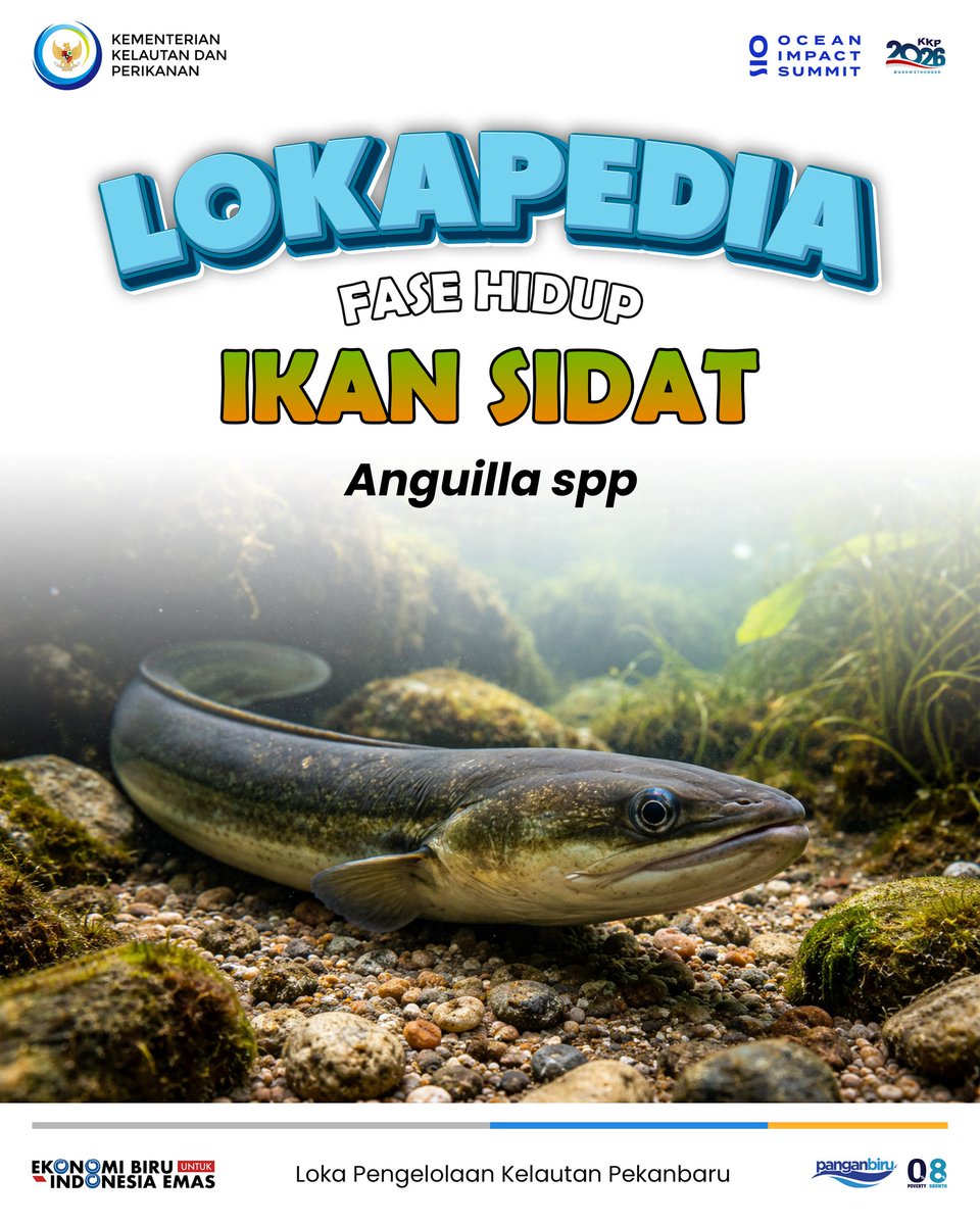 lokapkpekanbaru's tweet photo. Loh, ikan sidat yang hidup di perairan tawar ini ternyata melakukan pemijahan di laut lepas yang mana perairannya cenderung asin loh sob! Unik yaa🤔
Yuk kita intip pada #Lokapedia berikut🙌🏻 #Sidat #LPKPekanbaru #DJPK #KKP https://t.co/heBJrjlCLT