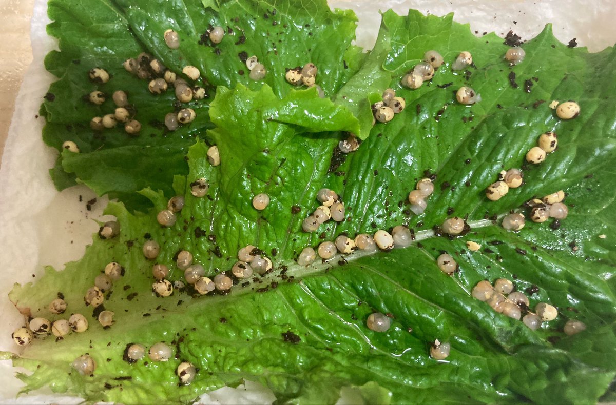 콩솜츠키 tweet media