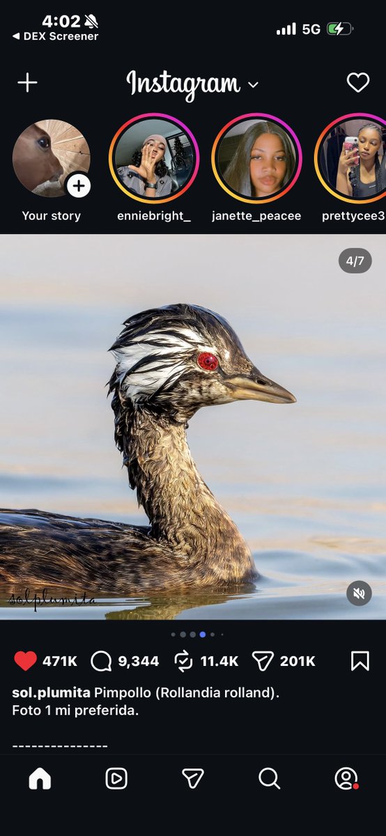 VOUGHT_COIN_'s tweet photo. Not your regular kinda bird is the SHARINGAN BIRD $Pimpollo https://t.co/4Y18DdvMeG