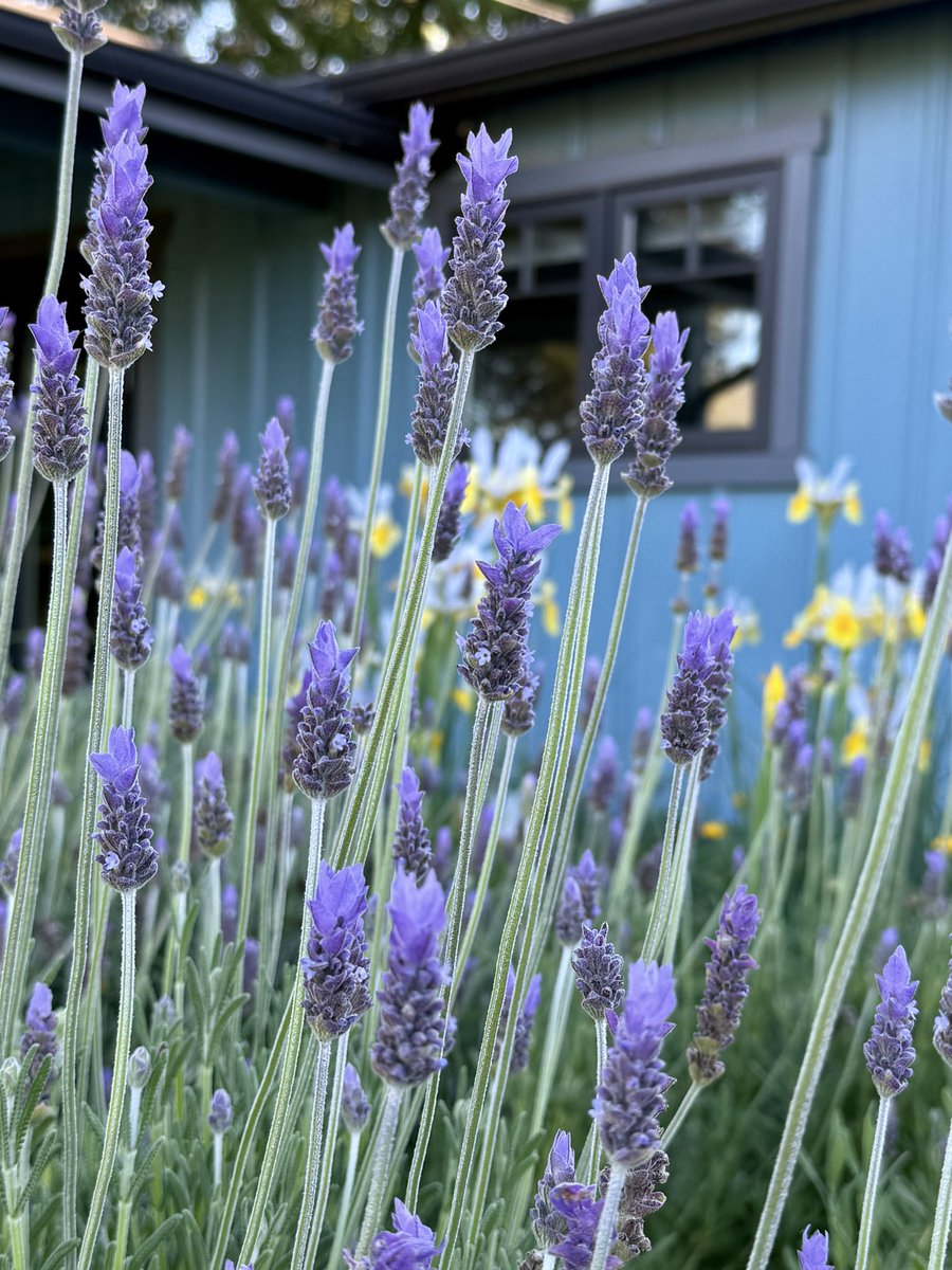 Alisa Varney tweet media