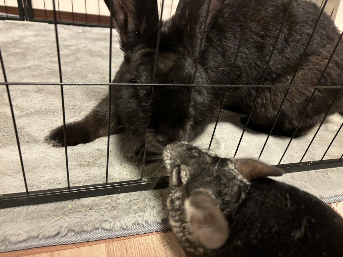 しもつき tweet media