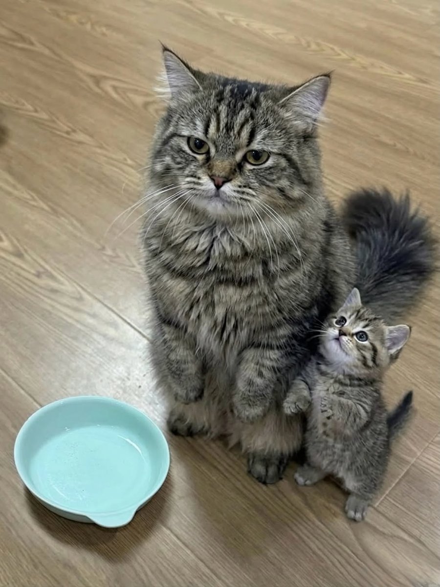 Miaw tweet media