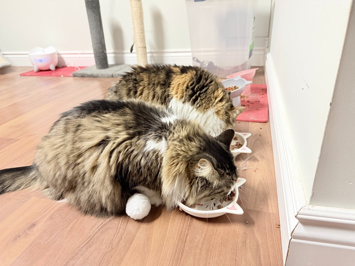 Ian MacGillivary tweet media