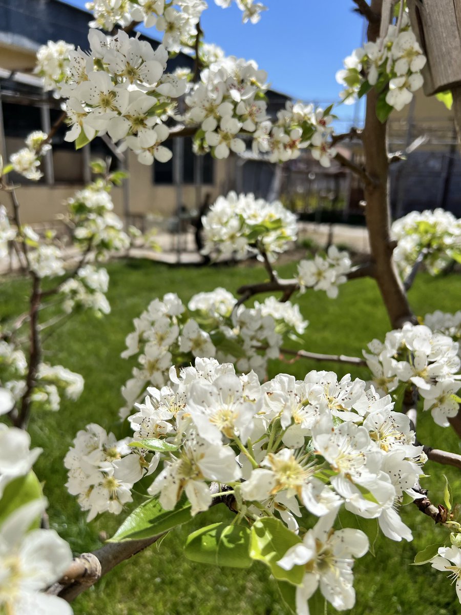 Еванджелин tweet media