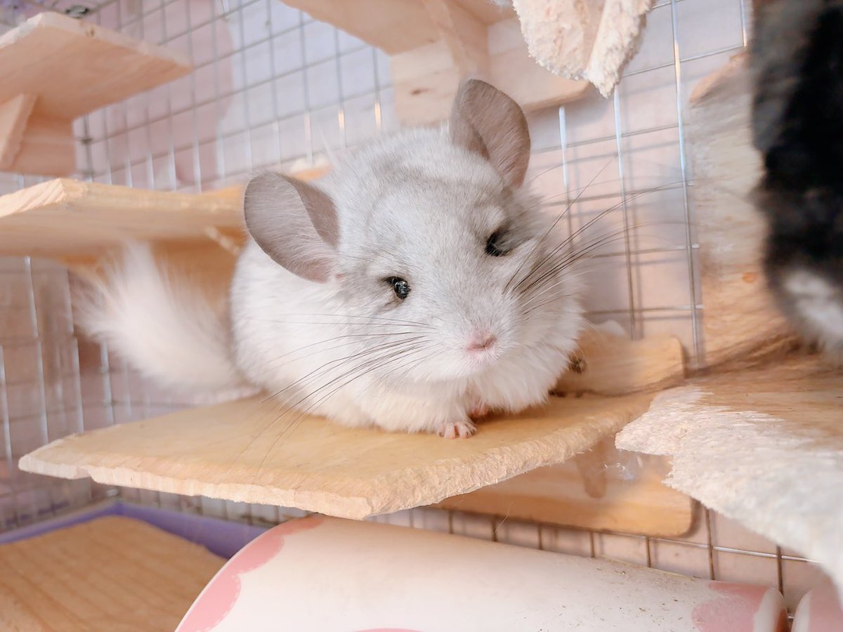 loco_beaver's tweet photo. りいち！ととちゃんに負けじと可愛く育ってる😄 https://t.co/emPyOGmqcT