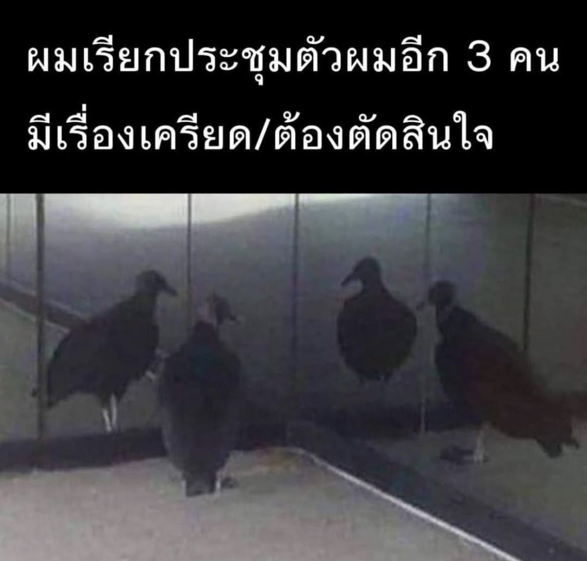qt pie , tweet media
