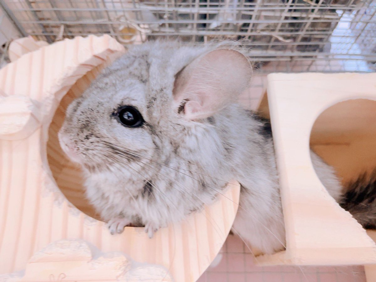 loco_beaver's tweet photo. 我が家のななちゃん！

どこ触っても無抵抗のななちゃん！

ととちゃんのママ！ https://t.co/GDHkA8W3Io