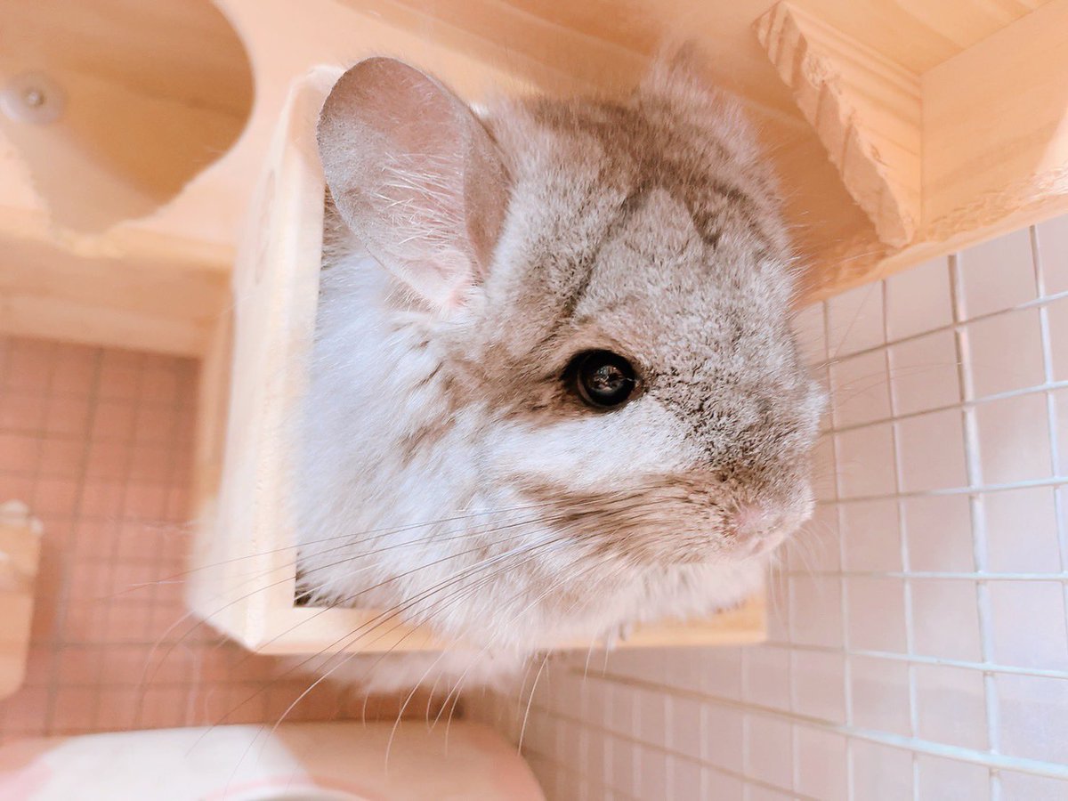 loco_beaver's tweet photo. 我が家のななちゃん！

どこ触っても無抵抗のななちゃん！

ととちゃんのママ！ https://t.co/GDHkA8W3Io