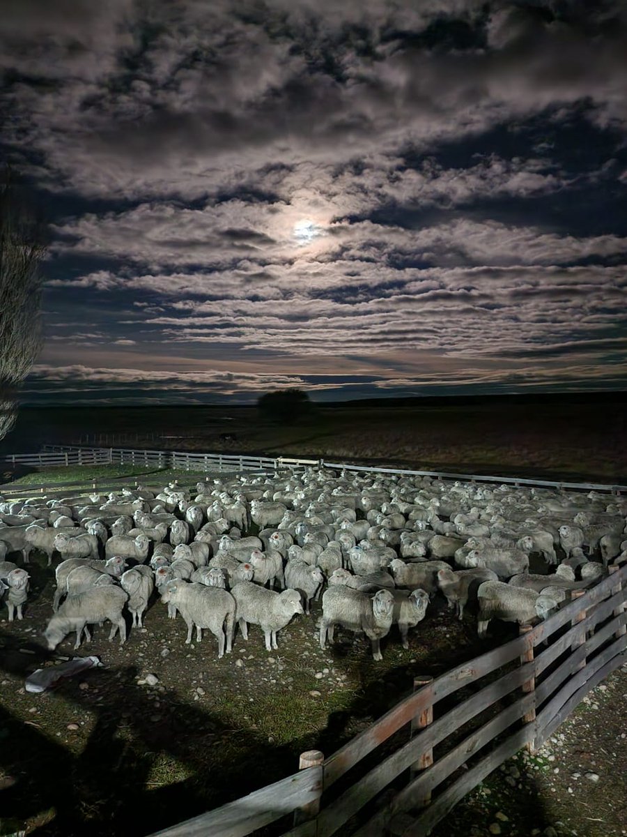 INTAPatagoniaSur tweet media