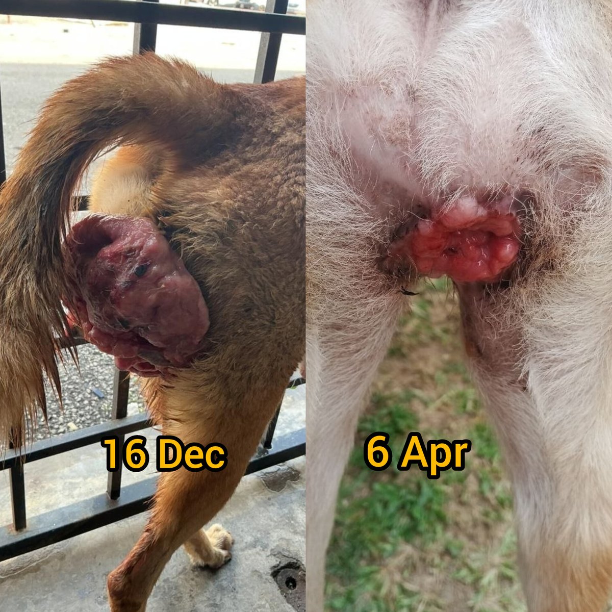 LindaElleHafiza's tweet photo. ❗️RM1,912 TO KEEP CIKI ALIVE❗️

Korg.
Sy dah tak tahu nak minta tlg macam mana lagi.
But one thing for sure, i won’t give up.
Just like Ciki.
She’s still holding on.
She’s still fighting.
She’s showing me she wants to live.
Almost 4 months in kennel life, but she’s still going.

Since Dec last year until now, Ciki has gone through 10 chemo injections.
Her next treatment is on 13 Apr, and the doctor will reassess her tumor after that.

Her quotation has been amended bcs her condition requires ongoing treatment and her costs change as we continue.

Sy dah bayar RM 3,283 so far.
Remaining needed is RM 1,912
(Pls refer photo attached)

Since day 1 sy rescued Ciki, i have never left her.
From Alam Impian Vet to KD Vet, i visit her almost every day.
I want her to know that she’s not fighting alone.