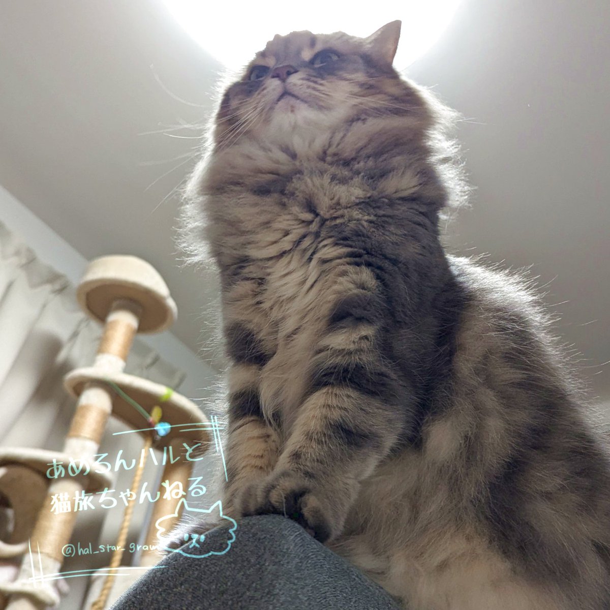 あめろんハルと猫旅ちゃんねる🍥 tweet media