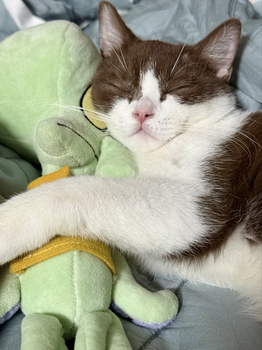 bambang 👽 tweet media