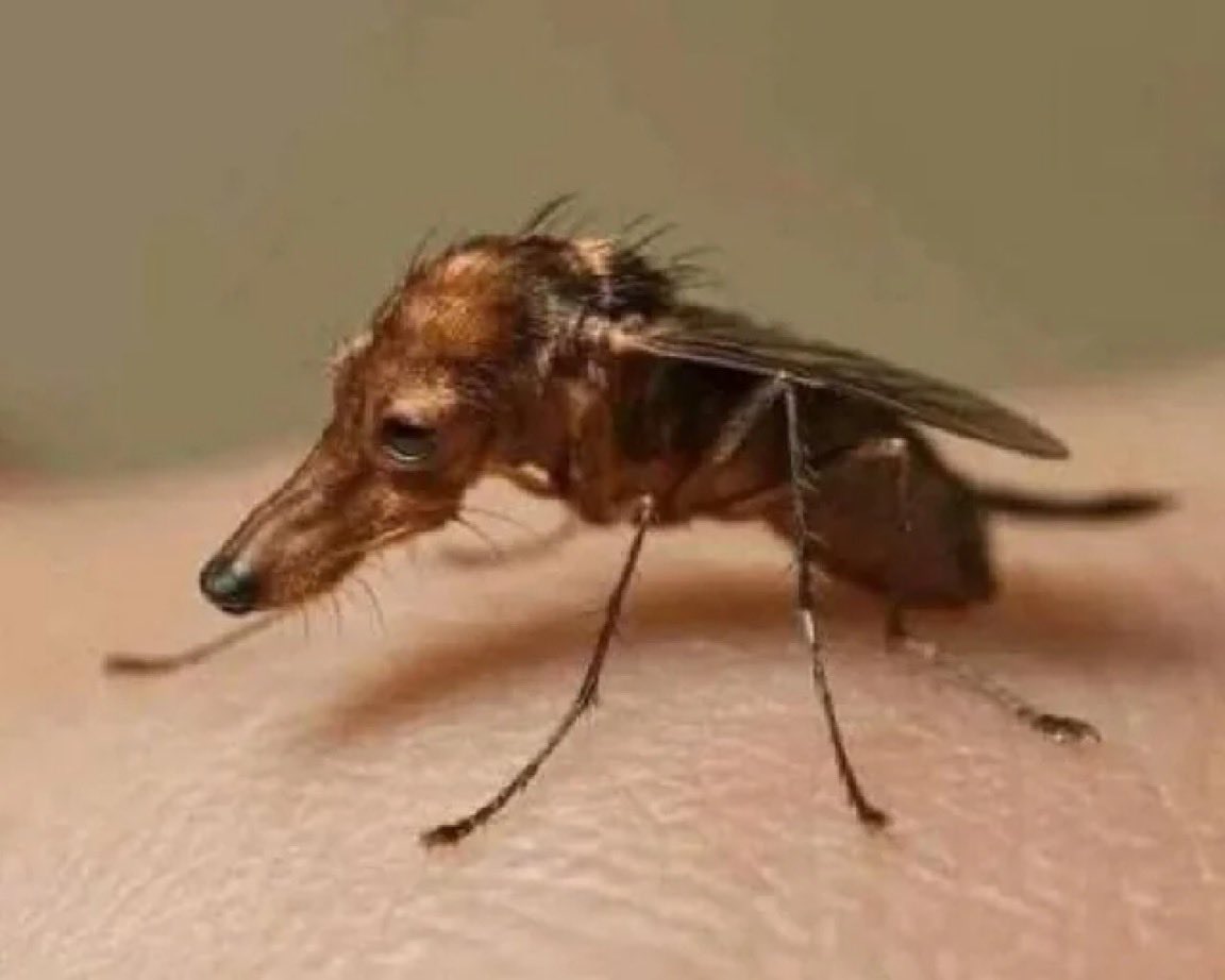 acervo doguinhos tweet media