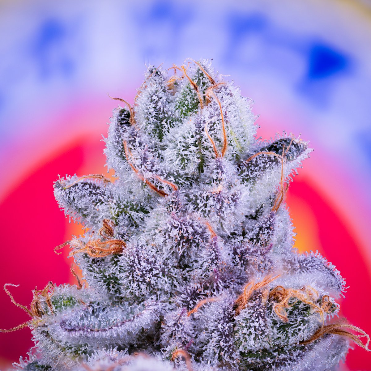 Romulan Genetics tweet media