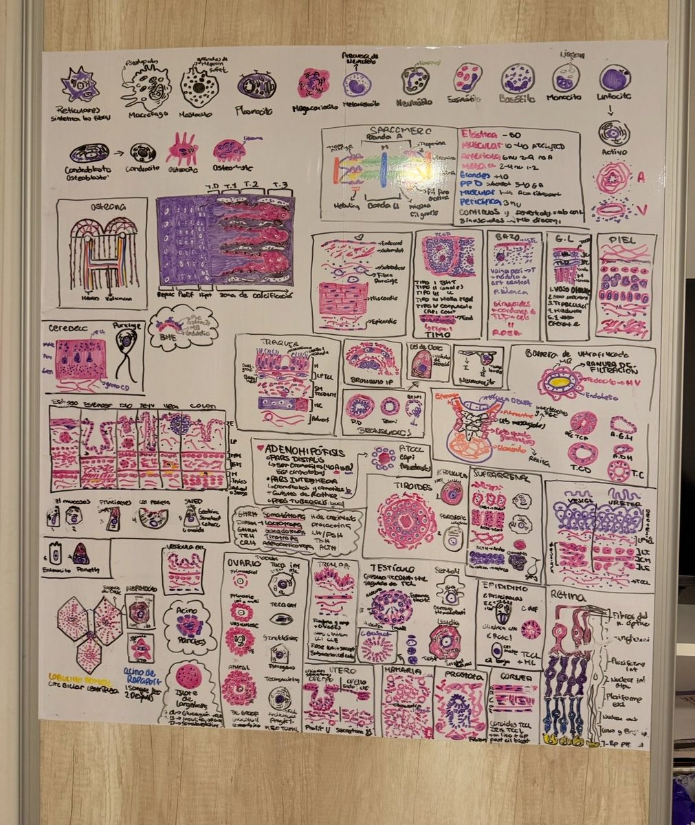 mariana 🩺⋆˚꩜｡ studytwt tweet media