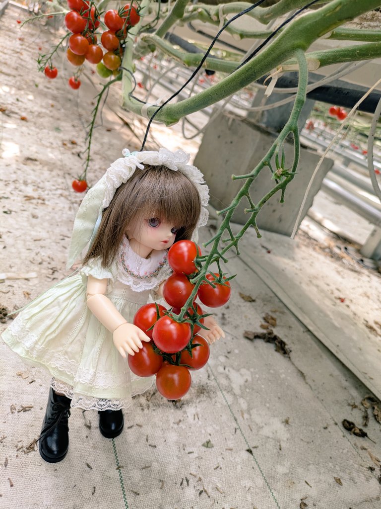 doll_il's tweet photo. こちら、小さい子でも届く距離にあり、すぐに美味しく食べられます🍅
ってセリフ載せられそうな写真撮れたw

でも、自転車で行く距離ではなかった…
Googleマップ上では行けそうに思えたんよね〜🤔
12㌔は無理ゲー過ぎたw
でも大冒険みたいで楽しい休日だった🎶

#幼sdまい (桜桃 ~おと~)
#ハニーベア https://t.co/6pFGbcmduj