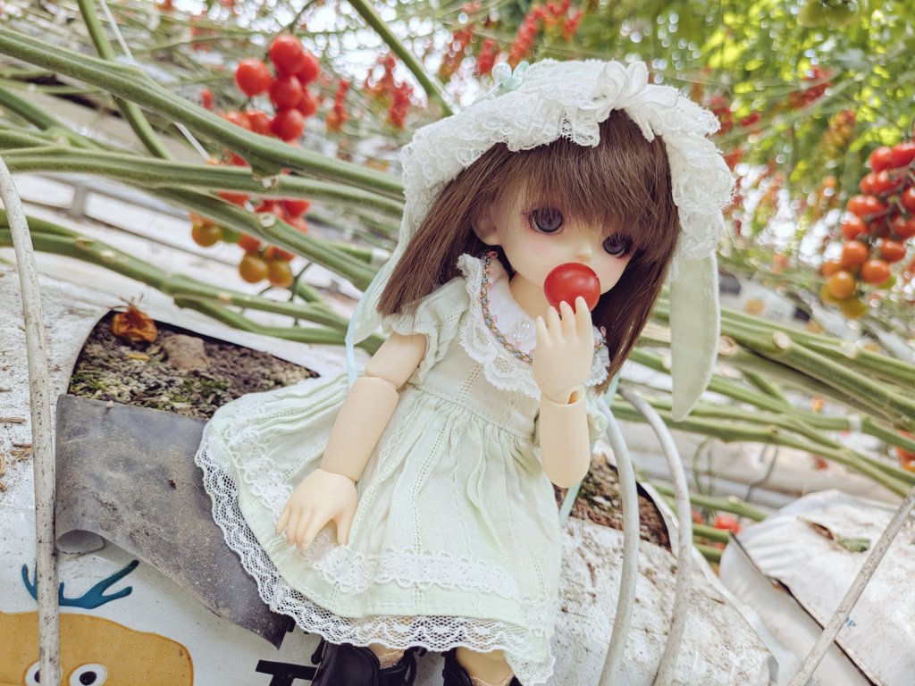 doll_il's tweet photo. こちら、小さい子でも届く距離にあり、すぐに美味しく食べられます🍅
ってセリフ載せられそうな写真撮れたw

でも、自転車で行く距離ではなかった…
Googleマップ上では行けそうに思えたんよね〜🤔
12㌔は無理ゲー過ぎたw
でも大冒険みたいで楽しい休日だった🎶

#幼sdまい (桜桃 ~おと~)
#ハニーベア https://t.co/6pFGbcmduj