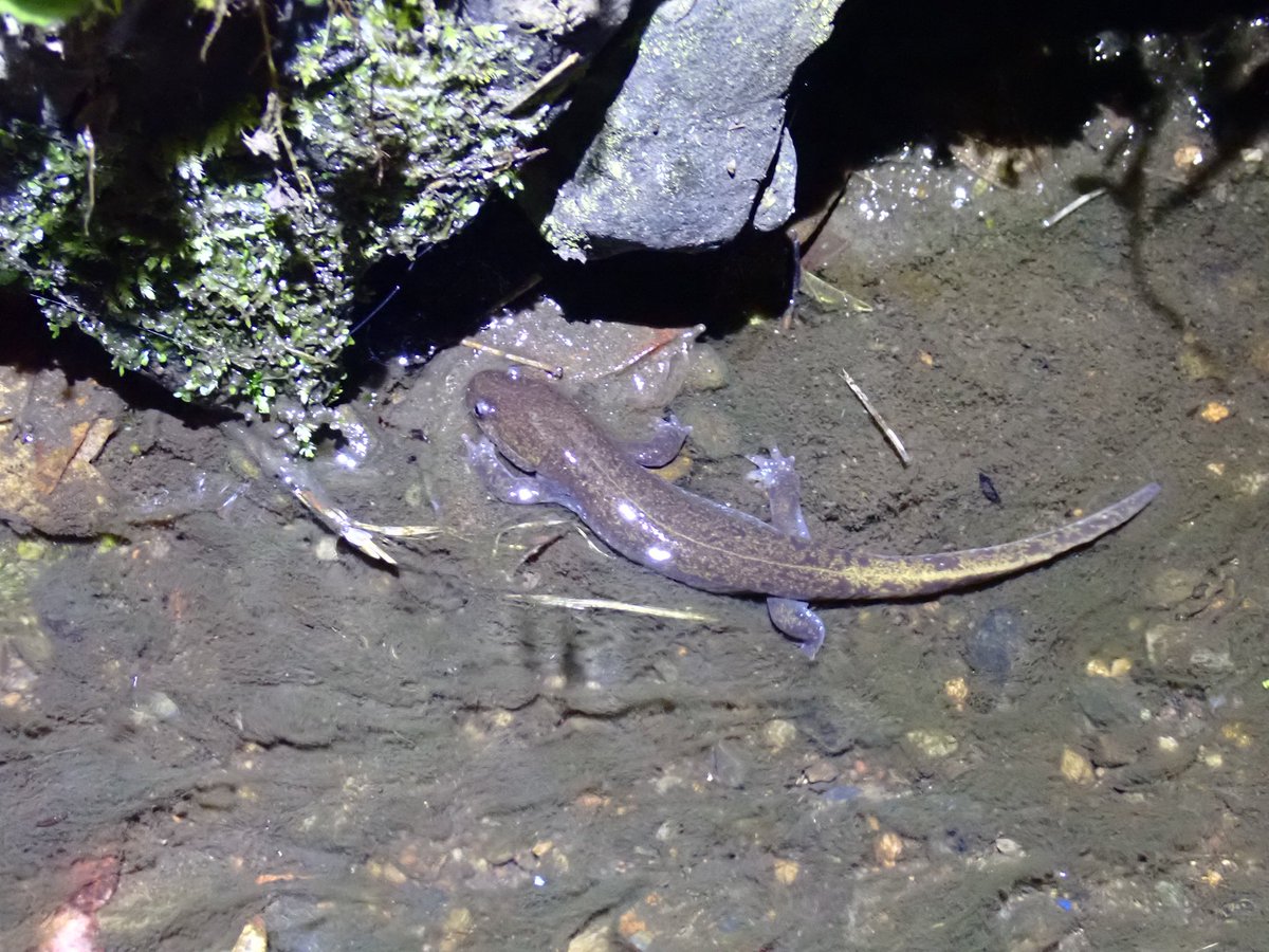 suiseiken2013's tweet photo. 水棲研の活動紹介🦀
　【No.4 個人採集】
静岡県内はもちろん、生き物を求めて日本全国どこへでも〜
北は北海道、南は沖縄‼️

海、川、山、干潟、湿地など様々フィールドに出現します😆💪👊 https://t.co/OSUWD2eEbn