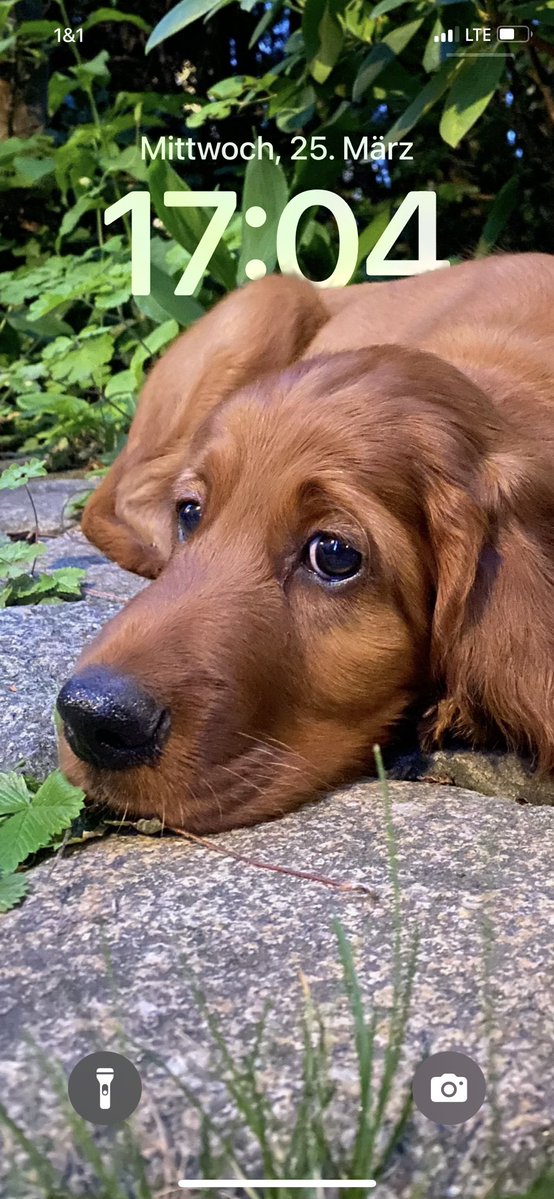 golden girl tweet media