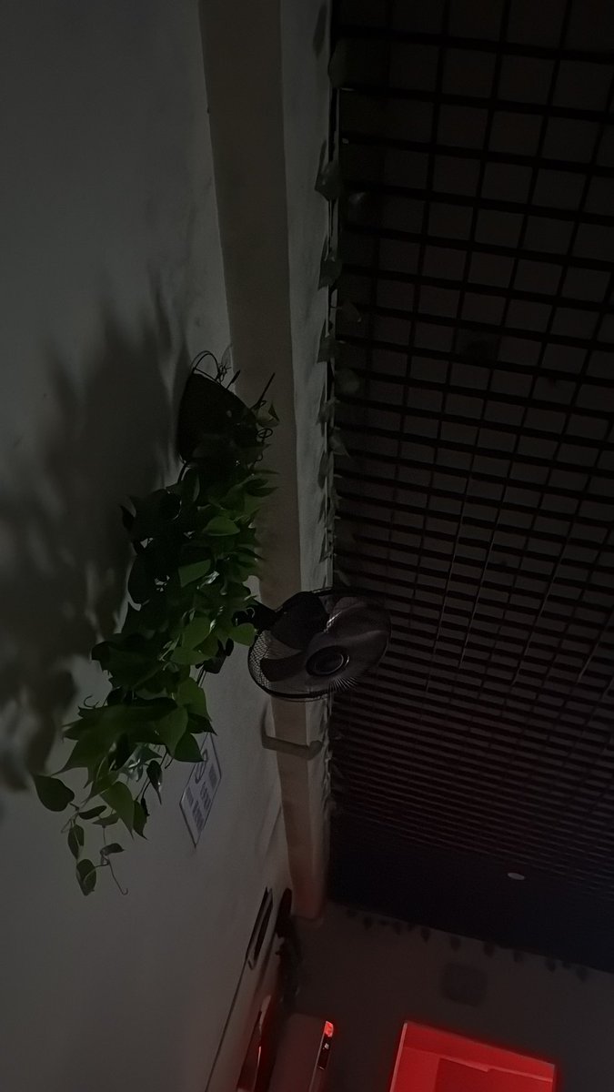 互相玩耍 tweet media