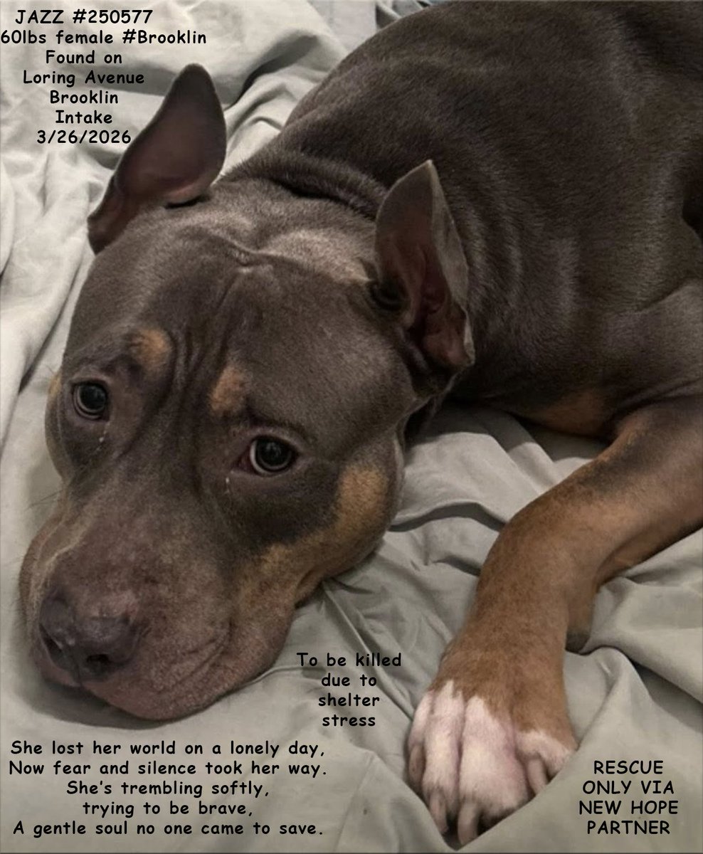 MSC1111's tweet photo. @MyBoxerLuvMac1 JAZZ #250577 just 2yo
A sweet dog who lost her owner, 
only to be punished for it
#NYCACC #PledgeToSave #PledgesNeeded #FosterNeeded #UrgentRescue #RescuePull #ShelterDog #NYCRescue #RescueDogsNY #PleaseRT 
@nycscr @MuddyPawsRescue @Heartsnbonesww   @AmazingAnimalsX @louieslegacy https://t.co/KrmE2DX0xB