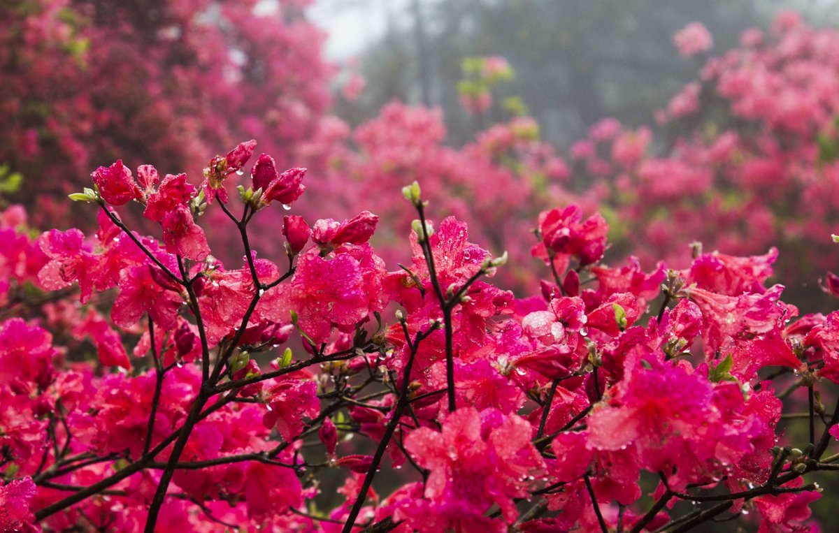 Whisky_Four tweet media