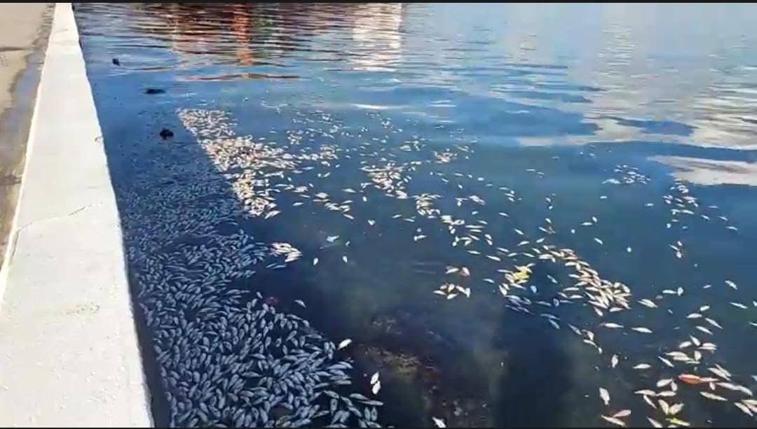 En el malecón de Puerto Barrios Izabal, se reporta la muerte de peces. Aún no se conocen las causas. Los habitantes han detectado la presencia de desagues. En esta misma región hace algunos años ocurrió uno de los mayores ecocidios causados por una empresa palmera.
📷 Redes