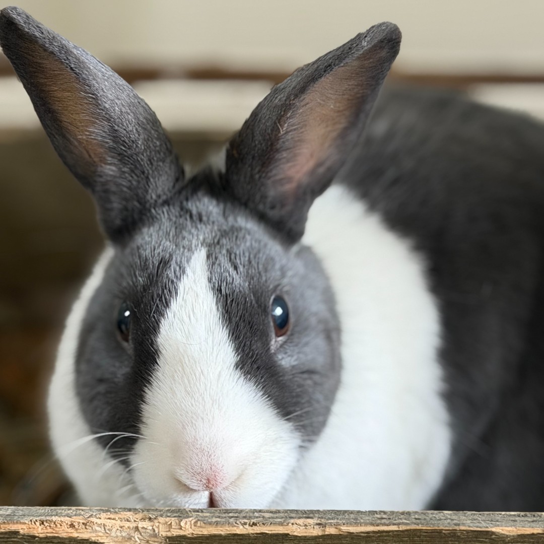 Choc Lit Publishing tweet media