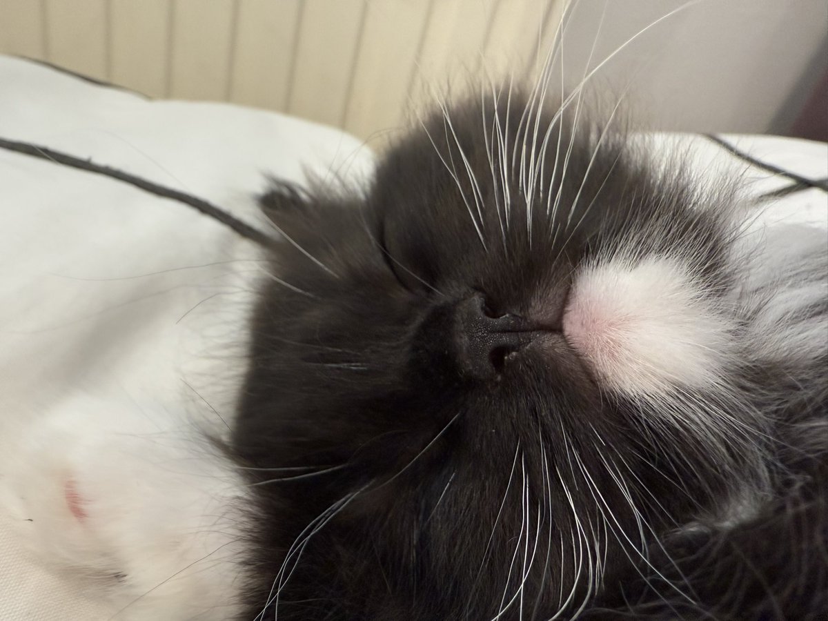 Sarah Evans tweet media