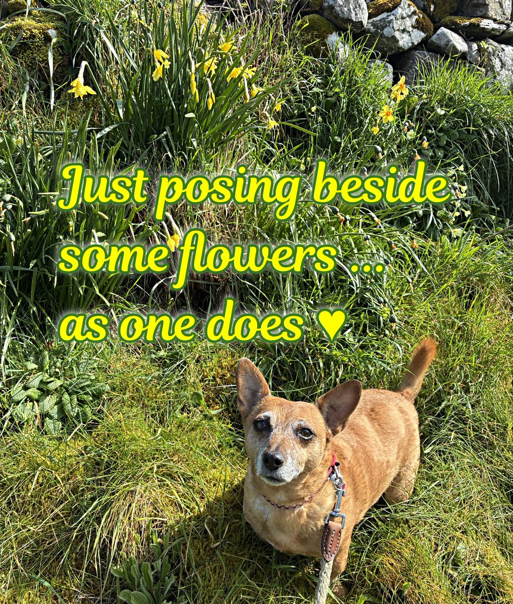 welovedonegal's tweet image. #RubyBeag #Dogs #Donegal .