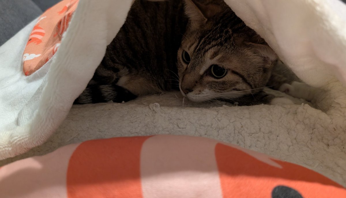 野良さん@握力3.zip tweet media