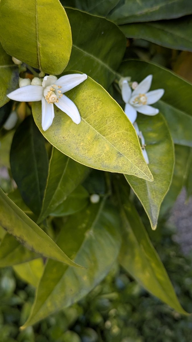 Ghostwriter Berlin tweet media