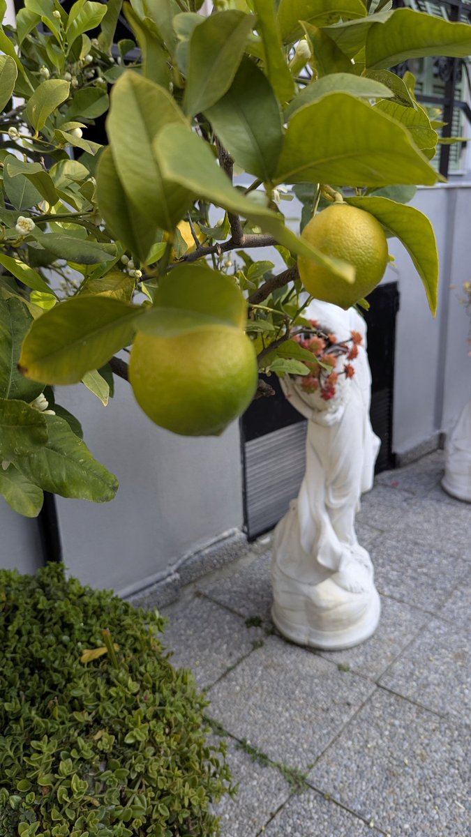 Ghostwriter Berlin tweet media