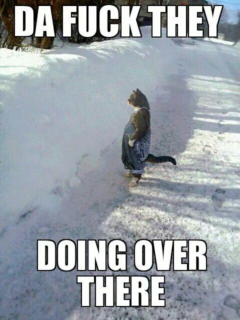 Shae 💛🤍💜🖤🏳️‍🌈🇦🇺🇺🇦🇵🇸 tweet media