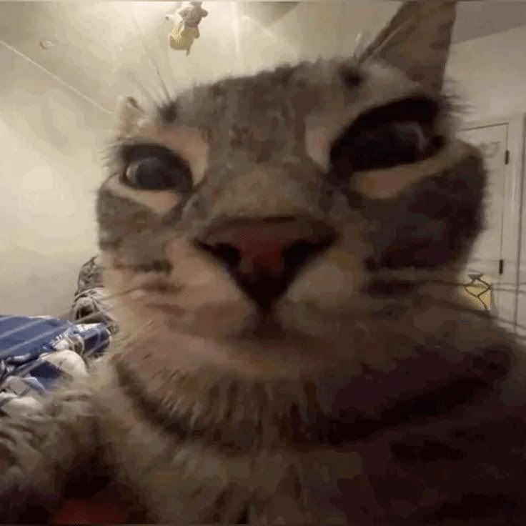 Fadel 🇩🇴🇱🇧 tweet media