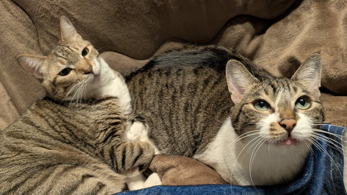 野良さん@握力3.zip tweet media