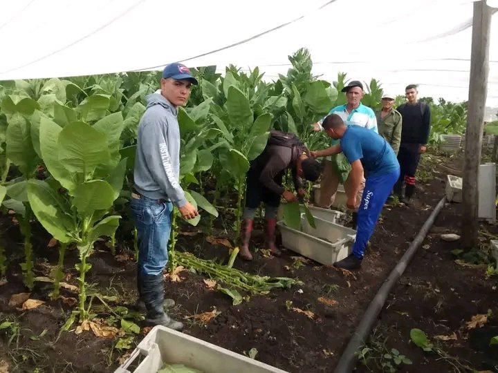 Elieser Gomez tweet media