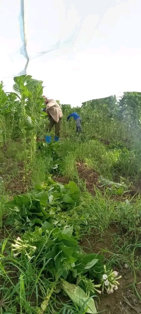 Elieser Gomez tweet media