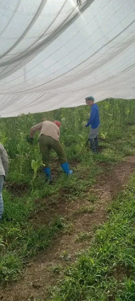 Elieser Gomez tweet media