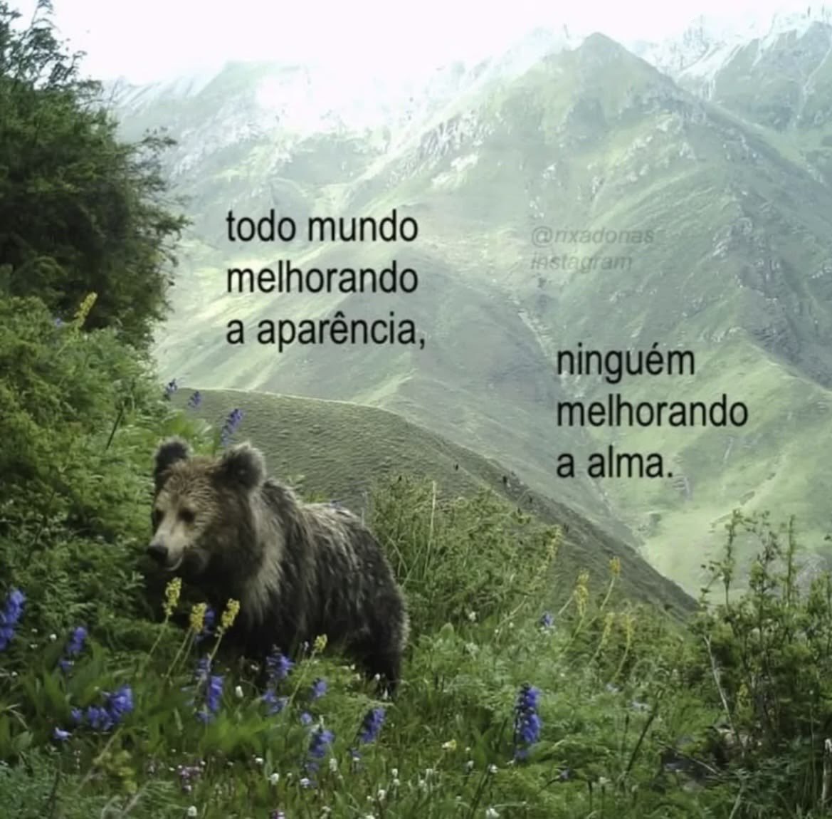 ciça pereira tweet media