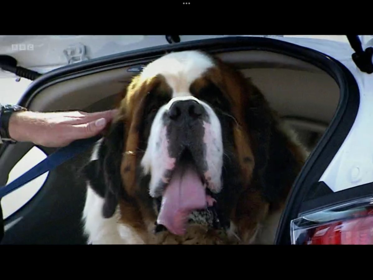 topgear_quoter's tweet image. Oh, that is a miserable-looking dog!

Look at that face! Oh, that’s making me sad just looking at it!

That's his normal face!

#TopGear