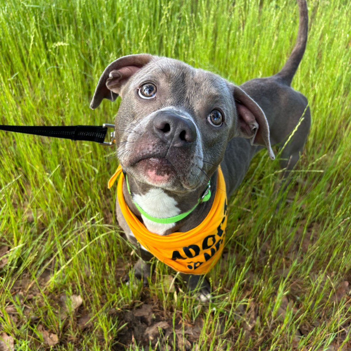 Aggieland Humane Society tweet media