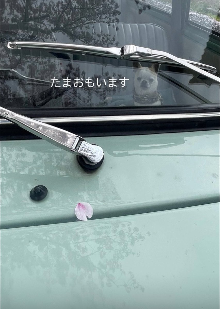 mint_923ab's tweet image. 1999.4.11
MINI乗り記念日🫶

27周年㊗️
私の人生
半分以上、MINIに乗ってる

今年も桜と撮れて良かった🌸

#MINI乗り記念日
#MINI